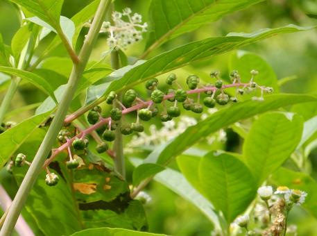 【植物写真】ヨウシュヤマゴボウ 【植物写真】ヨウシュヤマゴボウの写真