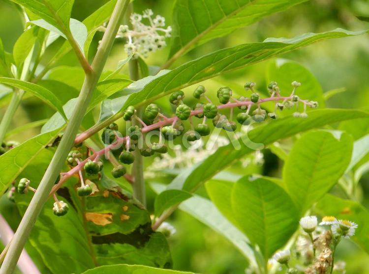 【植物写真】ヨウシュヤマゴボウ ヨウシュヤマゴボウ,洋種山牛蒡,自然の写真素材