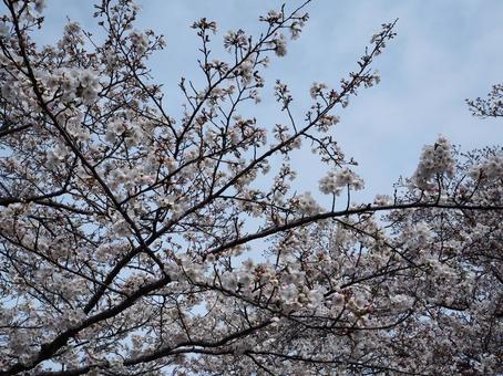 桜 桜の写真