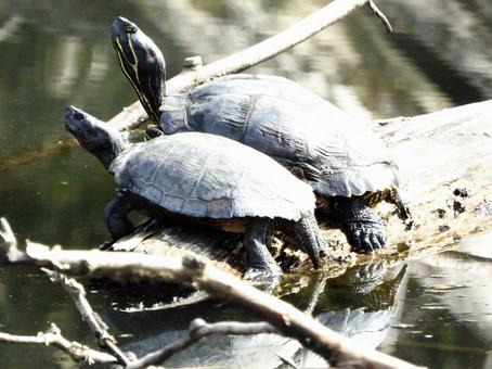 甲羅干しをする2匹のカメ 甲羅干しをする2匹のカメの写真