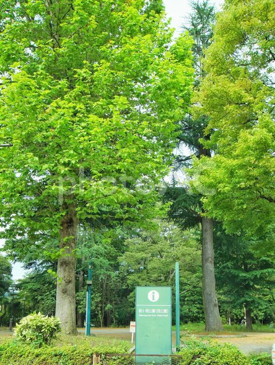 桜ヶ岡公園の樹木 桜ヶ岡,公園,樹木の写真素材