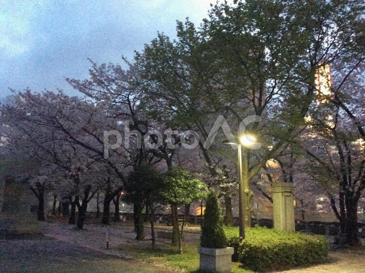 早朝の公園のサクラ こころ,さくら,すてきの写真素材