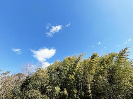 林の木々と爽やかな青空 空模様,空,雲の写真素材