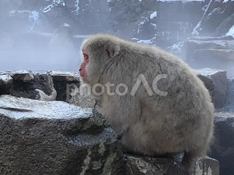 地獄谷野猿公苑　猿　温泉7 地獄谷野猿公苑,温泉,猿の写真素材