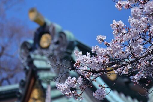 Spring full bloom Spring full bloom