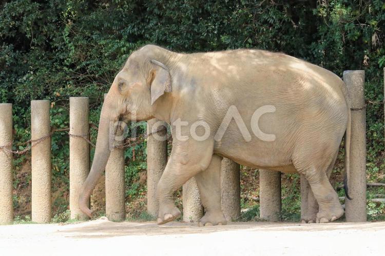 アジアゾウ アジアゾウ,象,鼻の写真素材