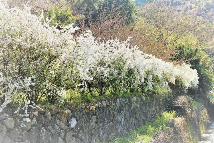 石垣の上の雪柳の花　春 雪柳,ゆきやなぎ,雪柳の花の写真素材