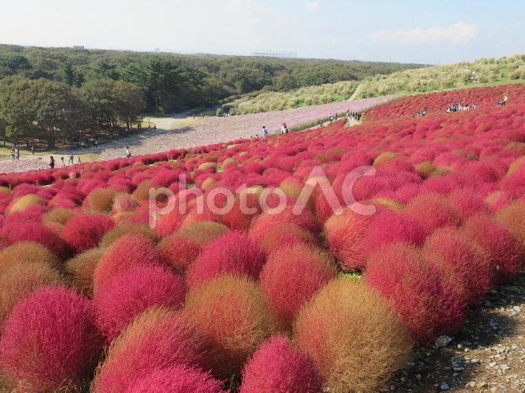 ひたち海浜公園　コキア ひたち海浜公園,コキア,風景の写真素材