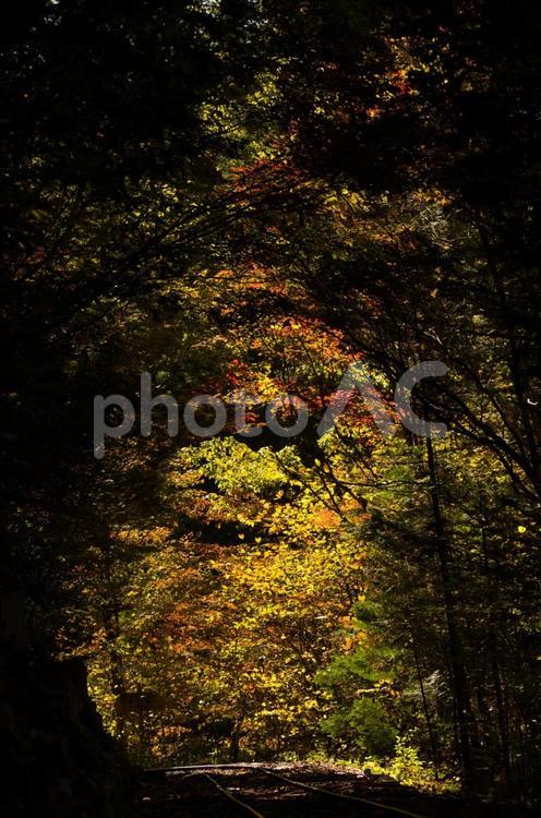 光差す秋の森と廃線跡道③ 秋,紅葉,自然の写真素材