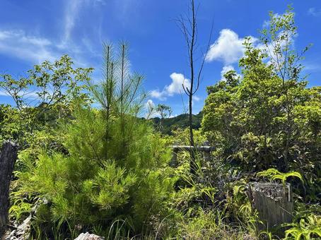 熊野古道 大辺路付近 熊野古道 大辺路付近の写真