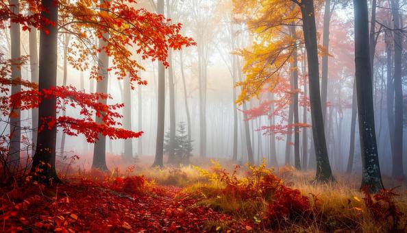 霧が漂う秋の森と美しい紅葉の風景 霧が漂う秋の森と美しい紅葉の風景の写真