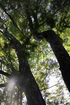 見上げる緑、輝く木漏れ日 自然,森,森林の写真素材