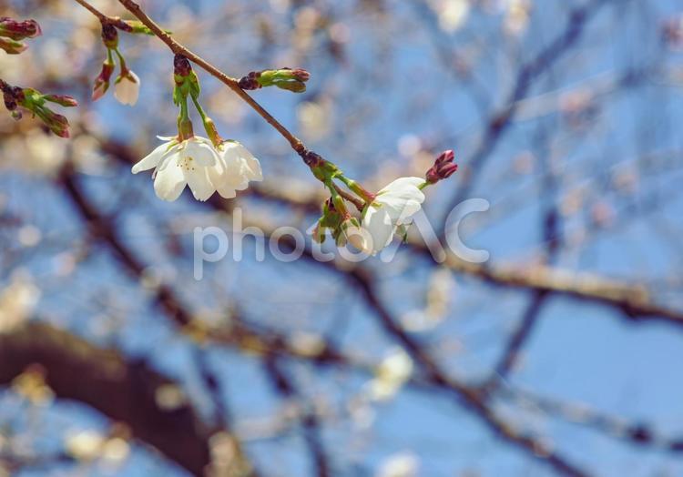 ソメイヨシノ桜2ー1 ソメイヨシノ,桜,蕾の写真素材