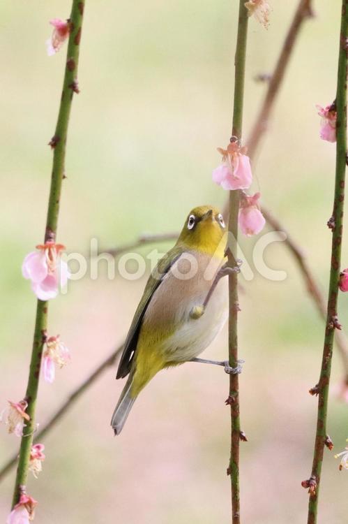 めじろとしだれ梅 めじろ,しだれ梅,春の写真素材