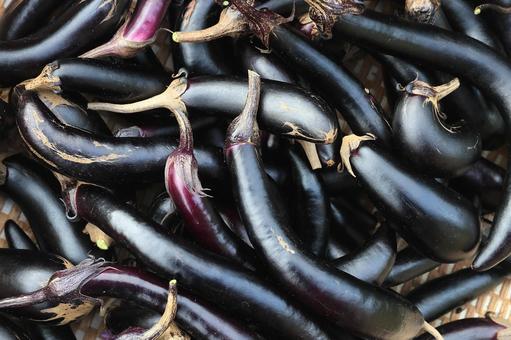 シーズン最後茄子収穫(茄子の木片づけ) シーズン最後茄子収穫(茄子の木片づけ)の写真