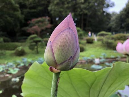 小田原 小田原,小田原城址公園,蓮の写真素材