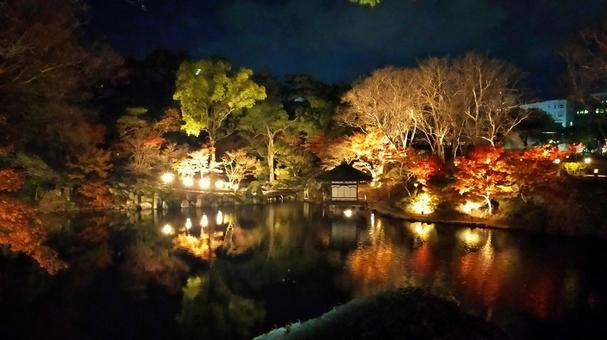 和歌山城紅葉渓庭園の池の夜景 ライトアップ,夜景,紅葉の写真素材