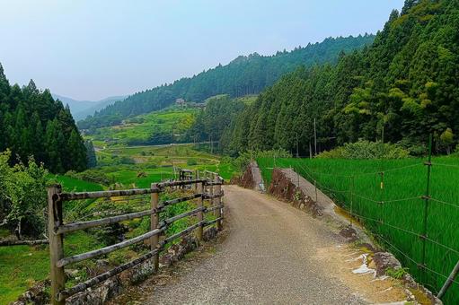 四谷の千枚田⑨ 四谷の千枚田⑨ 棚田,田んぼ,千枚田の写真素材