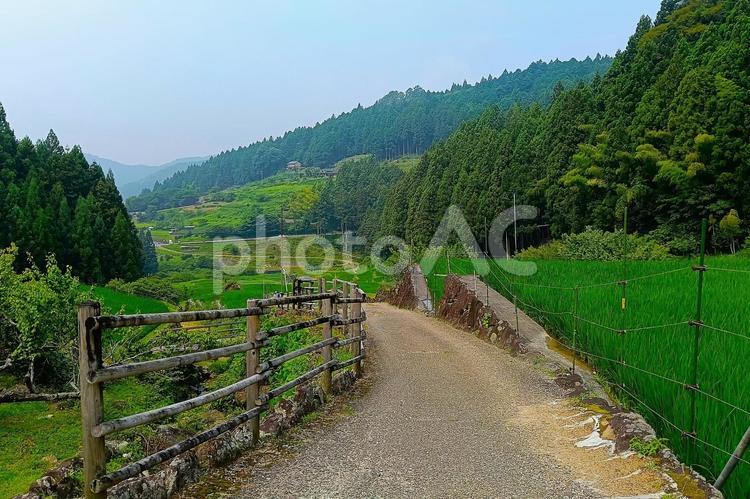 四谷の千枚田⑨ 棚田,田んぼ,千枚田の写真素材
