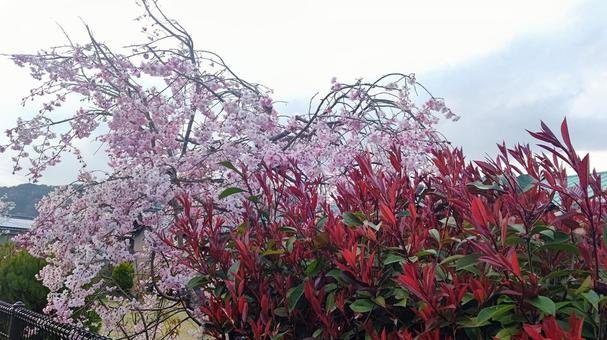 桜 桜の写真
