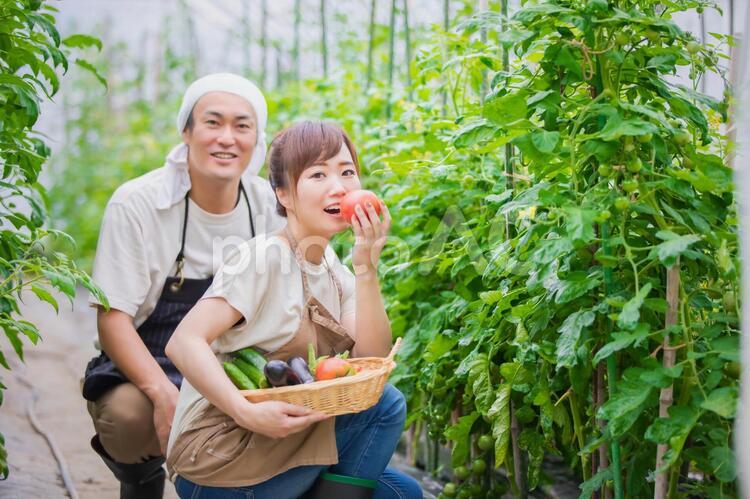 トマトを栽培する男女 家庭菜園,野菜,農業体験の写真素材