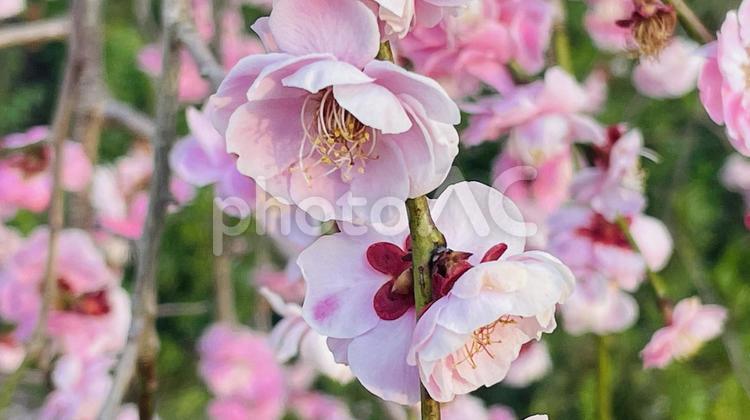 可愛いピンクの桜桜 鮮やか,群生,白の写真素材