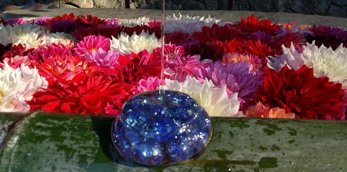 岡寺 花手水 岡寺 花手水の写真