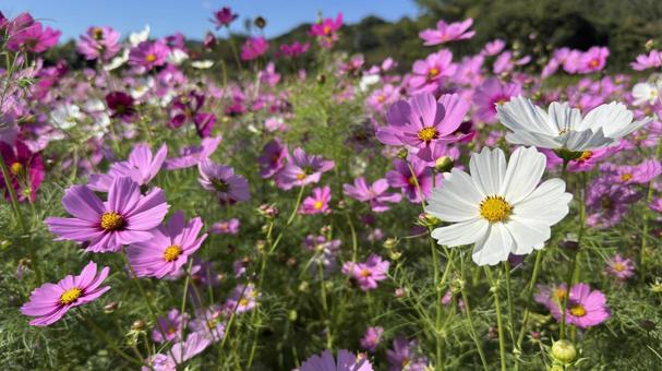 コスモス１４の写真