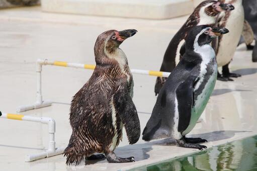 一つの方向に注目するペンギンたち 一つの方向に注目するペンギンたちの写真