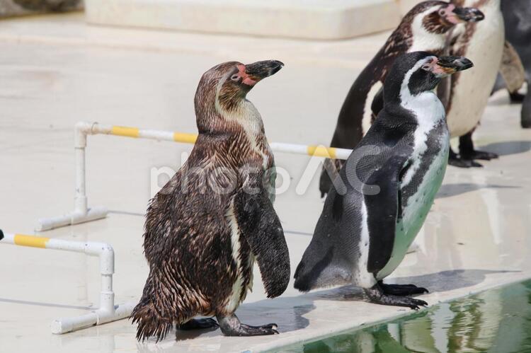 一つの方向に注目するペンギンたち ペンギン,注目,向くの写真素材