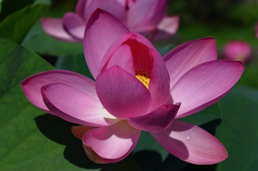 神聖な花 神聖な花 ハス,花,ハス科の植物の写真素材