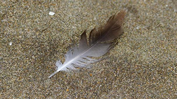 砂浜に落ちた鳥の羽根 砂浜に落ちた鳥の羽根の写真