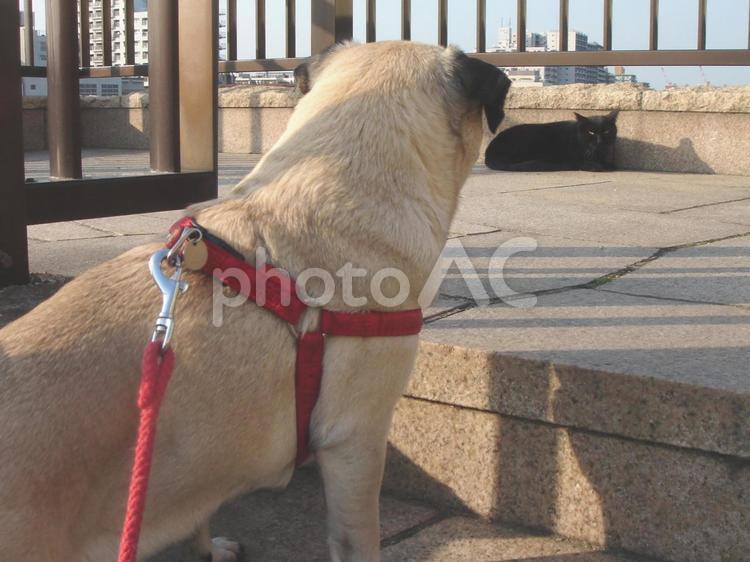 黒猫と出会ってビビるパグ パグ,犬,ペットの写真素材