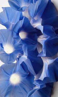 あさがおの写真