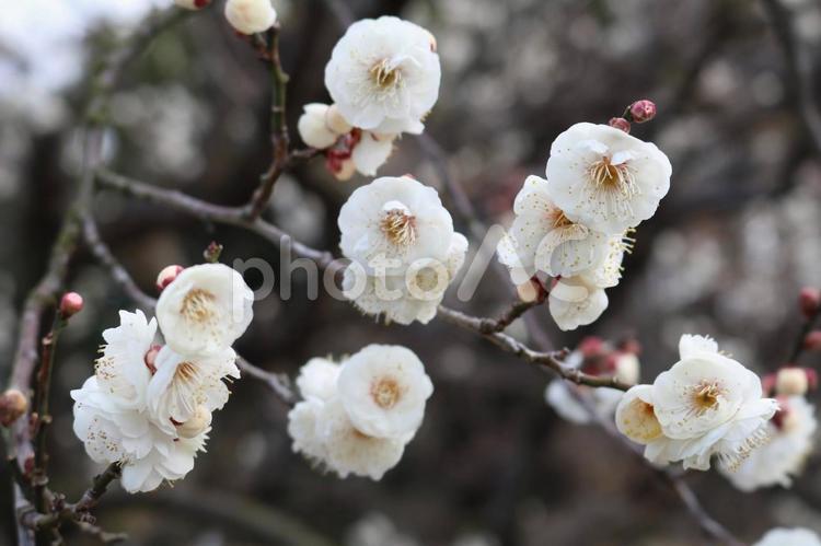 花を見ること(梅の花） 梅,冬,早春の写真素材