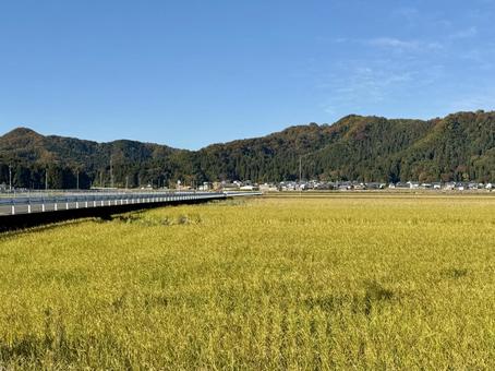 福井県鯖江市あたりの秋の田畑 広陵,秋晴れ,のどかの写真素材