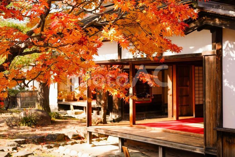 紅葉と武家屋敷 紅葉,武家屋敷,日本の写真素材