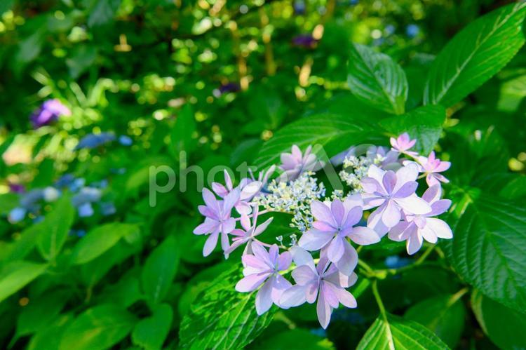 紫陽花　梅雨の季節 紫陽花,アジサイ,花の写真素材