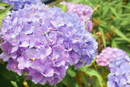 紫陽花 紫陽花の写真