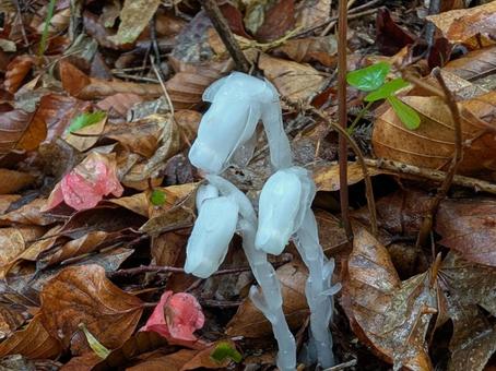 ギンリョウソウ③の写真