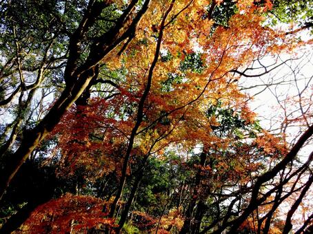 12月、一部に残る紅葉した林道の木々 木,樹木,木々の写真素材