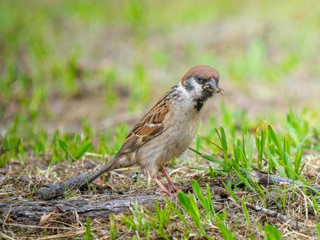 地面を歩くスズメ 地面を歩くスズメ スズメ,雀,鳥の写真素材