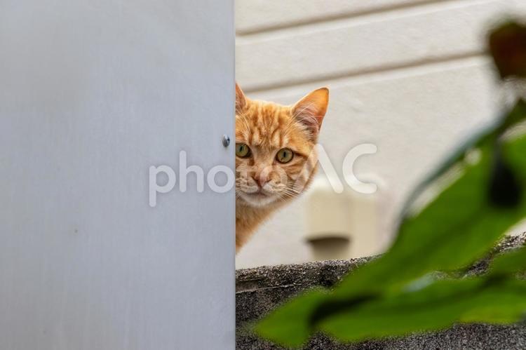 壁の横から顔を出した茶色の野良猫 ネコ,顔,かわいいの写真素材
