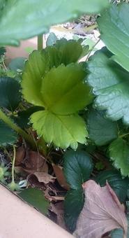 苺の葉っぱに朝露が綺麗についている 苺の葉っぱに朝露が綺麗についている 葉,朝露,しずくの写真素材