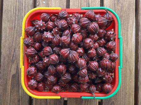 摘みたてのローゼル ローゼル,摘みたて,新鮮の写真素材