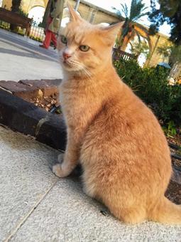 マルタの猫1 マルタの猫1の写真