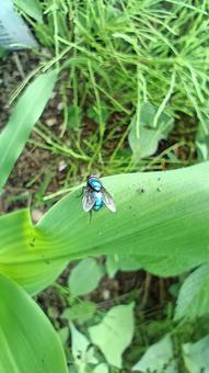 胴体が青いはえ? 胴体が青いはえ?の写真