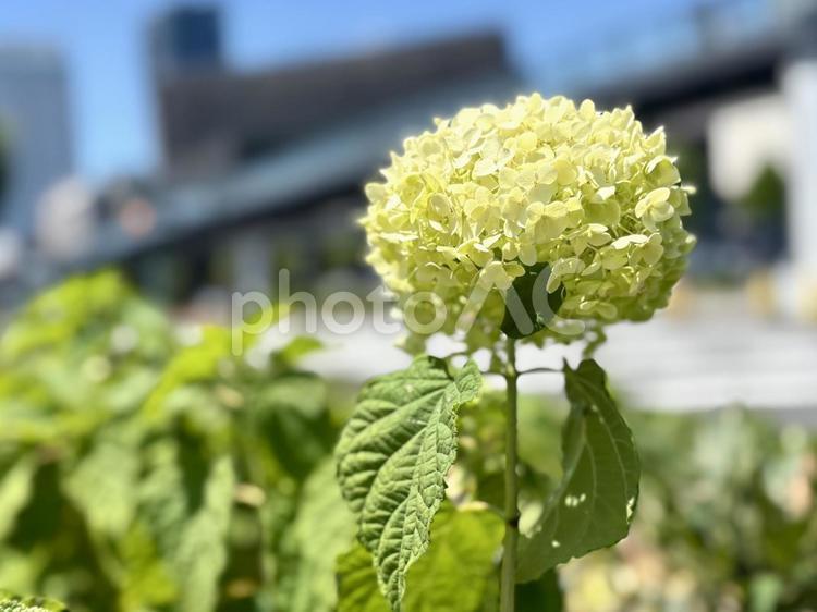 白くてちいさいあじさい あじさい,白,花の写真素材