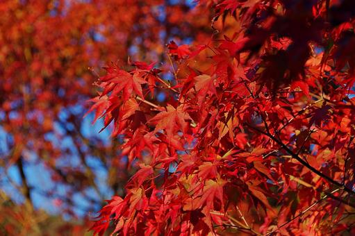 	陽射しの中のイロハモミジ イロハモミジ,紅葉,葉の写真素材