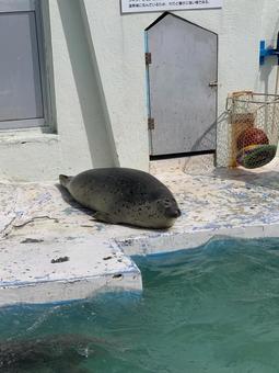 ノシャップ水族館の寝てるアザラシ ノシャップ水族館の寝てるアザラシ 北海道,水族館,アザラシの写真素材